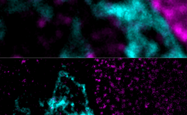 Microimage STED