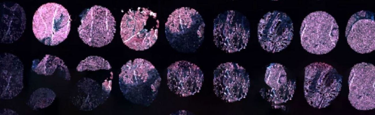 Pathologie und Molekularpathologie